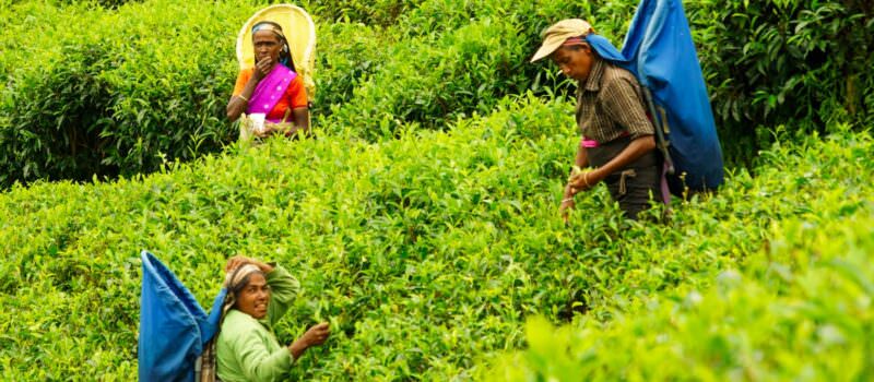slim-pickings-for-tea-plantation-workers-in-sri-lanka-election