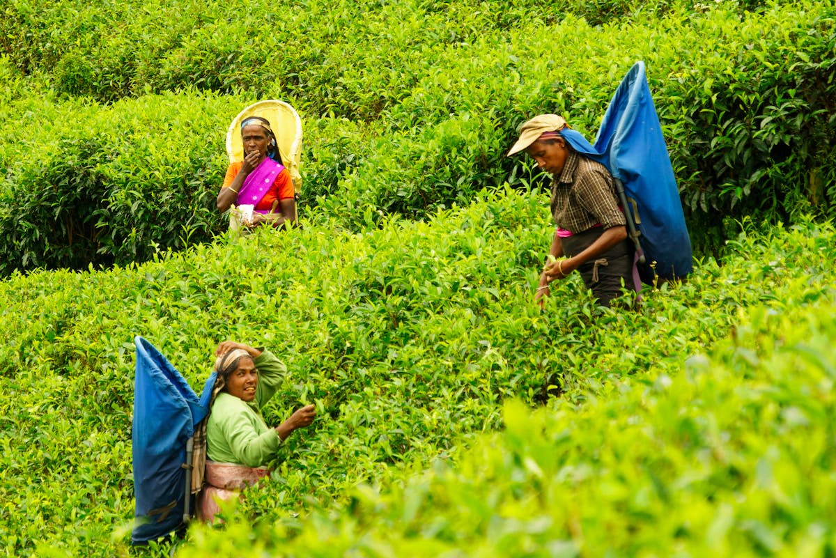 slim-pickings-for-tea-plantation-workers-in-sri-lanka-election