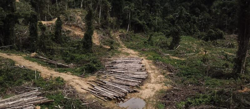 sarawak-should-be-classified-as-high-risk-for-deforestation-under-eudr,-says-human-rights-watch