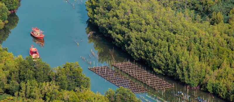 thailand-turns-to-mangrove-carbon-credits-despite-scepticism