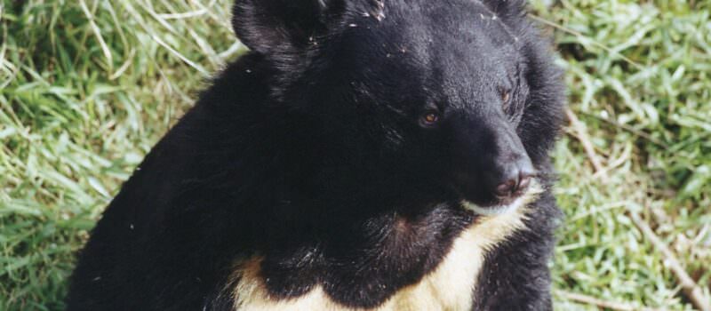 is-china-ready-for-biodiversity-cop16?