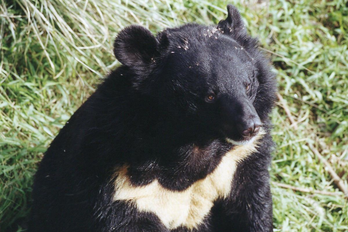 is-china-ready-for-biodiversity-cop16?