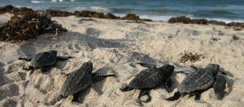 despite-haze-of-war,-lebanese-volunteers-help-turtle-hatchlings-journey-to-sea