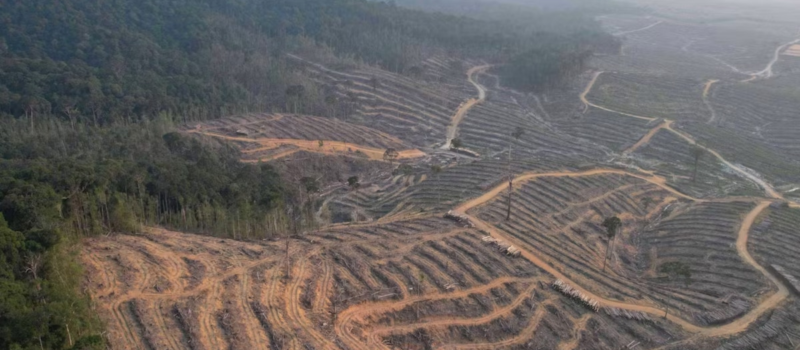 industry-pressure-stalls-eu-anti-deforestation-law-rollout;-ngos-call-delay-‘an-act-of-nature-vandalism’