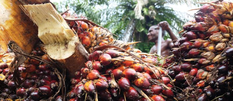 tech-key-to-reducing-scope-3-palm-oil-emissions-in-malaysia-amid-increasing-regulation:-industry-watchers