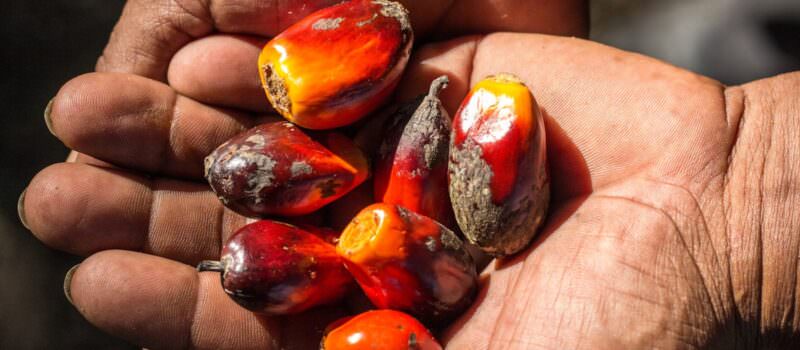 can-regenerative-agriculture-make-palm-oil-sustainable?